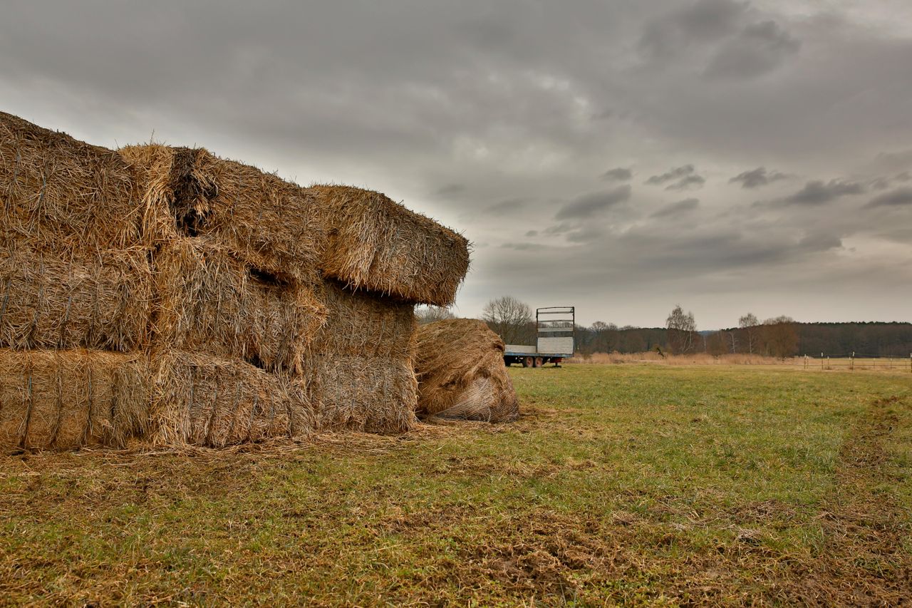 DAFM: Rules for importing hay and straw this winter