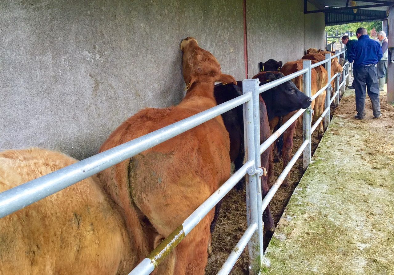 Department spend on disease eradication schemes down in 2015