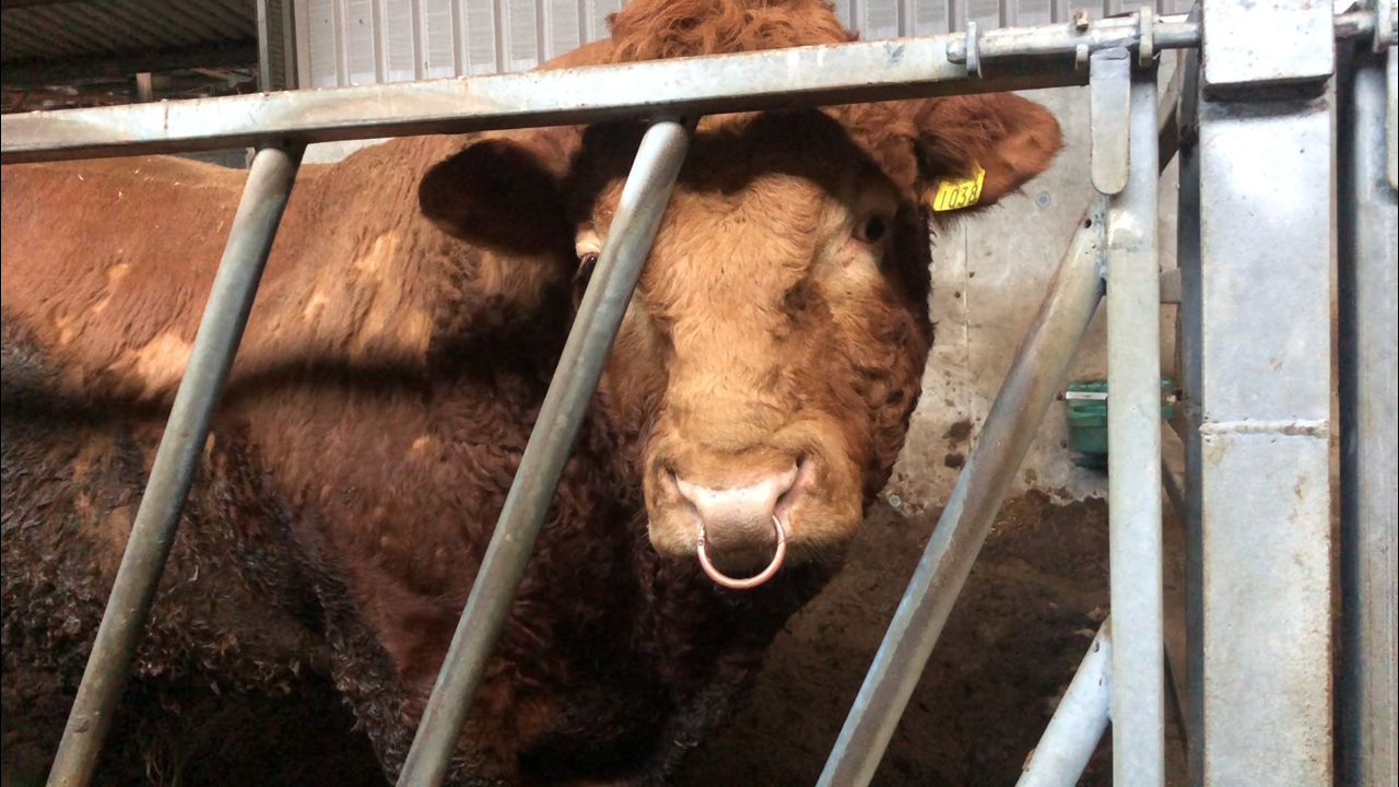 Changes to bull fertility insurance - breed societies face difficulty