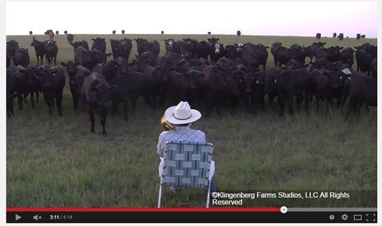 US farmer and his 'amoosing' herd of cattle become YouTube sensation