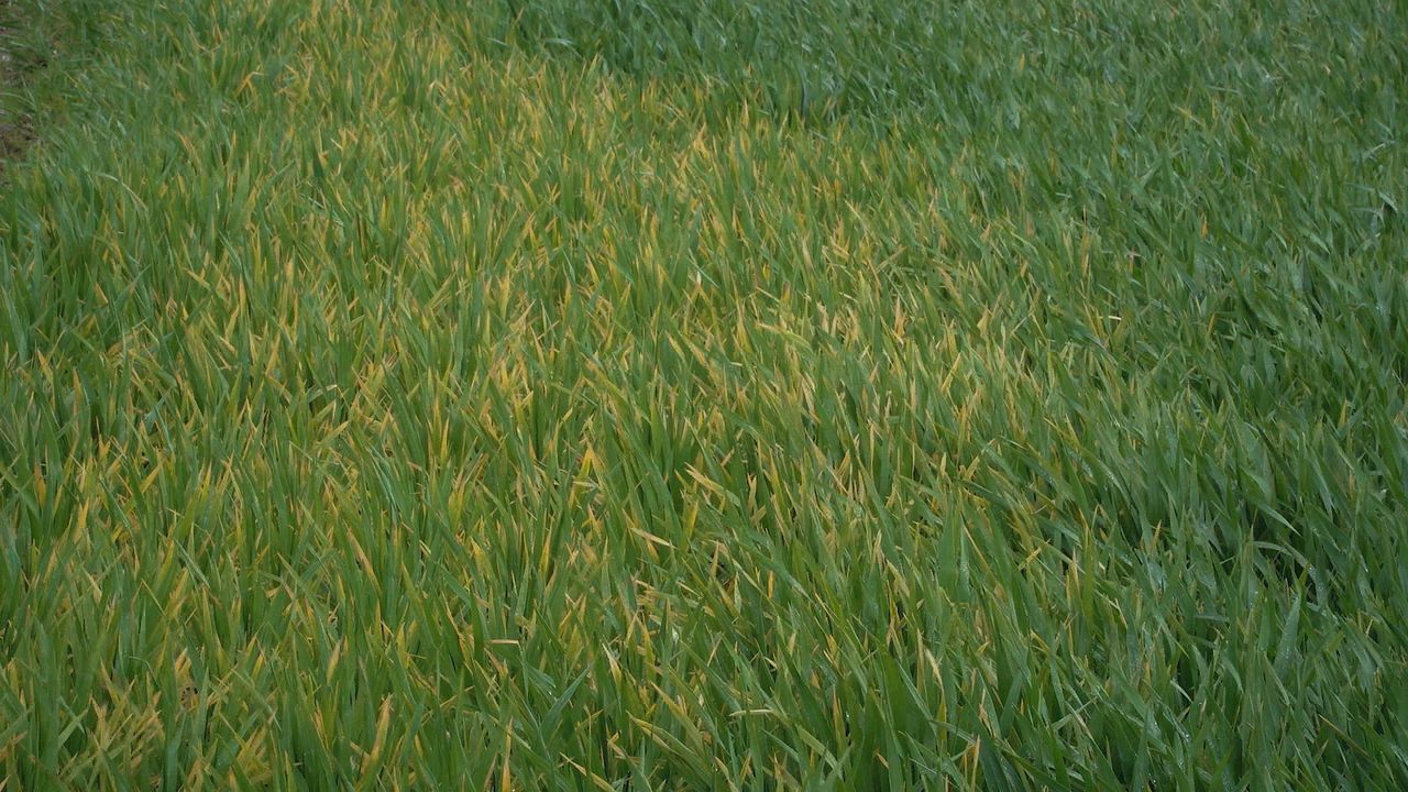 Tillage farmers looking for a cold snap