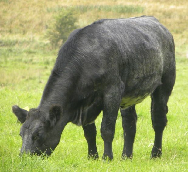 Bord Bia reports improvement in beef trade across key export markets