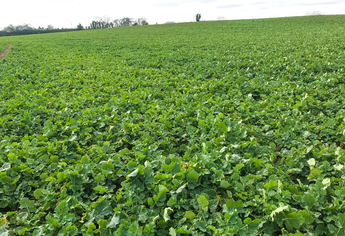 Spring beans aids in reducing nitrogen requirement