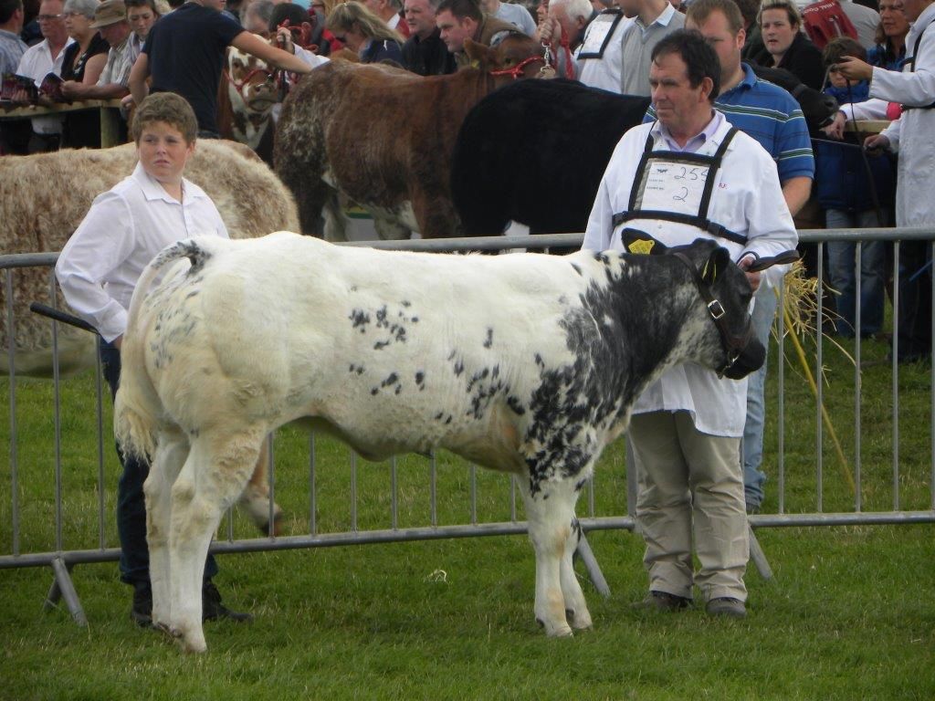 48% of Belgian Blue pedigree calves are embryo transfer