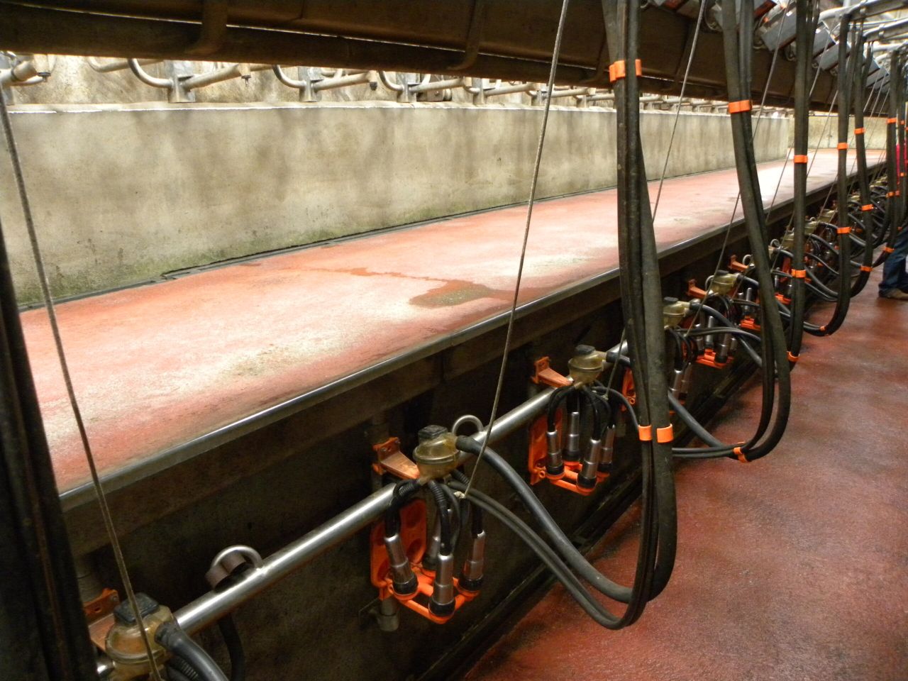 DII fears €555m annual fall in milk cheques without derogation