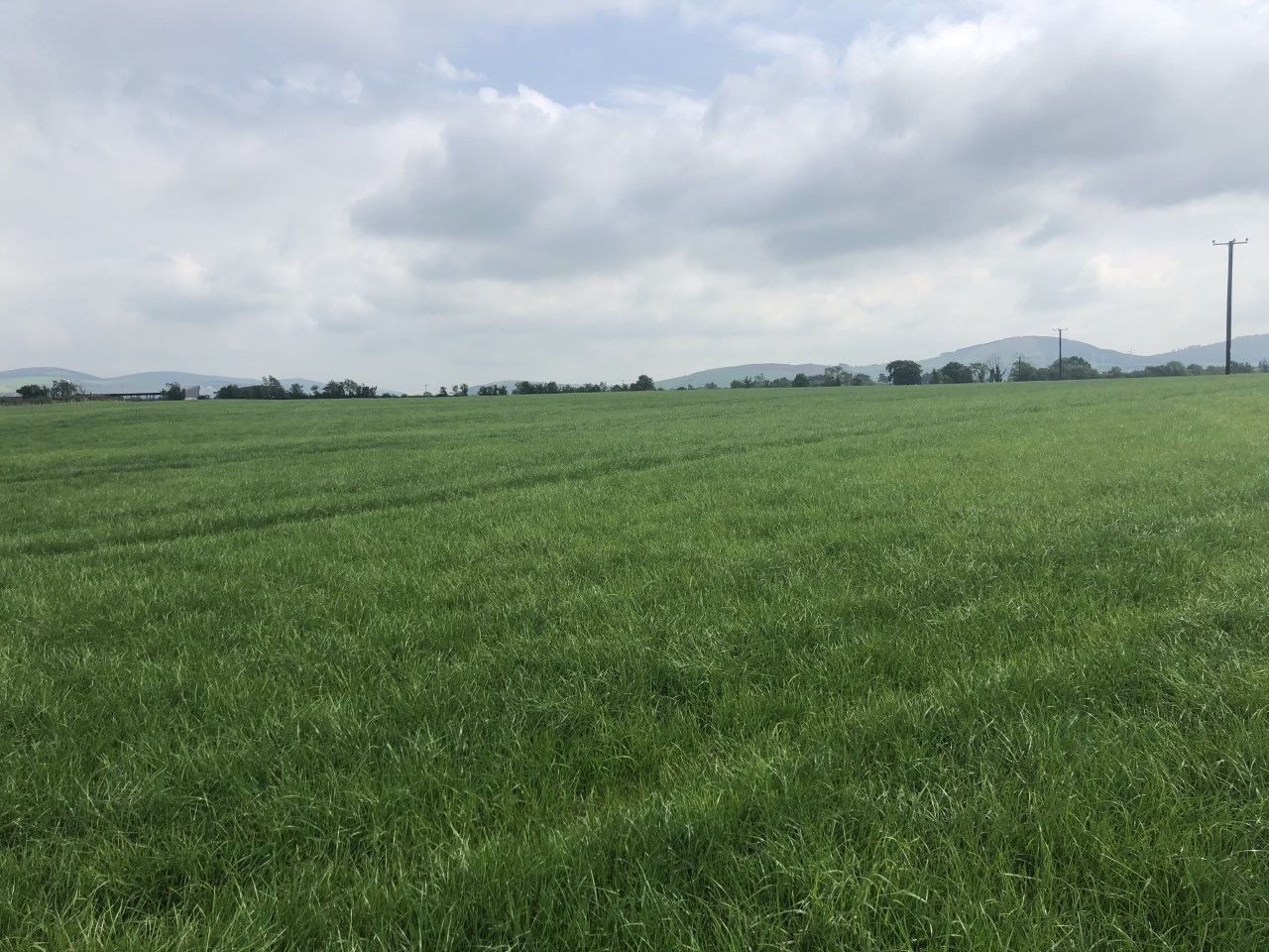 Teagasc considering weather-style warnings for grasslands