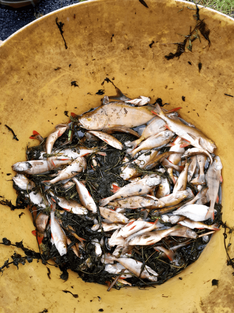 Uisce Éireann fined for sewage pollution that killed 1,000 fish