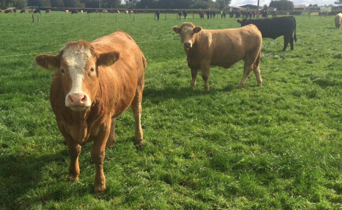 Beef production is down in Europe in 2023