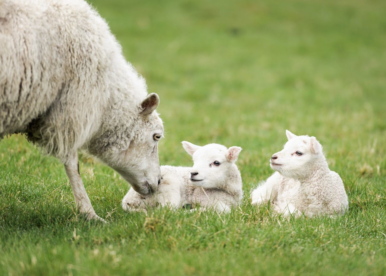 Opinion: Easter has always been a true celebration of Irish sheep production