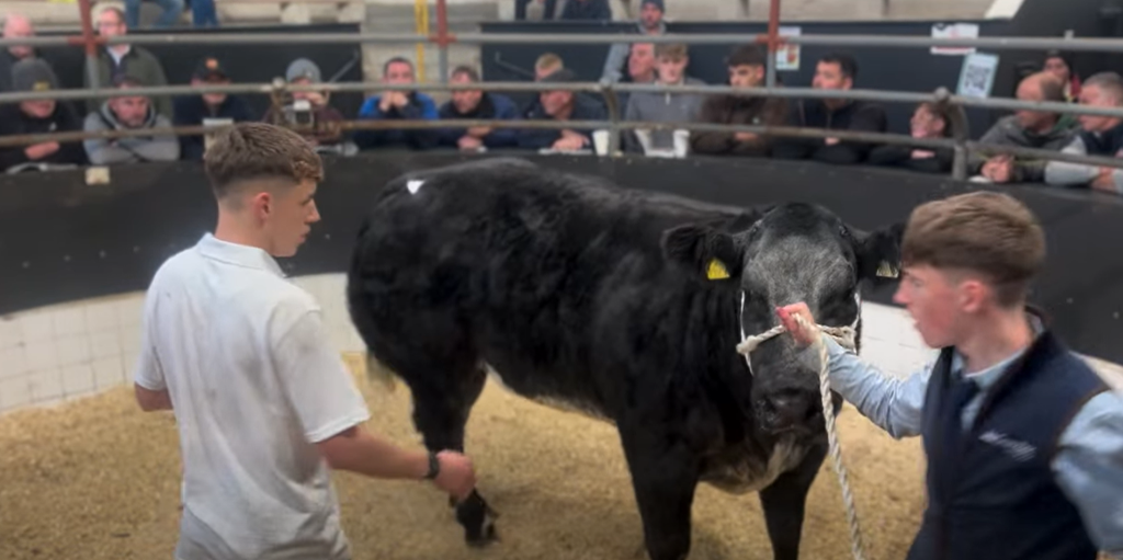 Lot 109 was an in-calf heifer that sold for the joint top price of €13,500