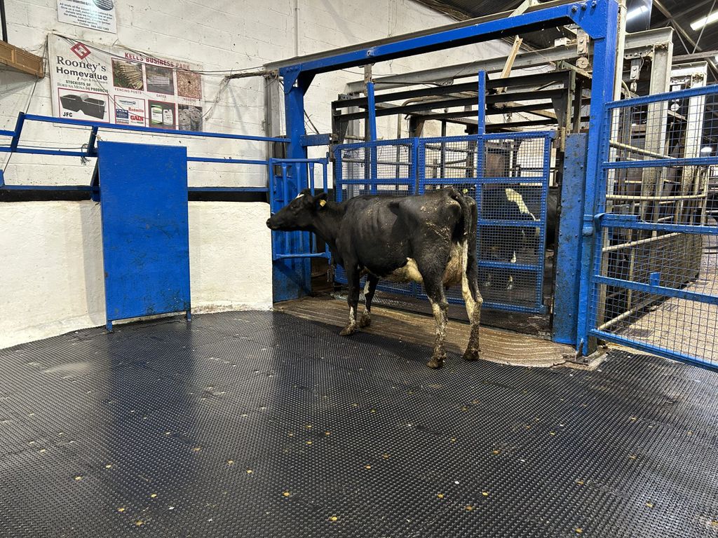Lot 32: FR, first calver with EBI of €226 - Sold for €1,700