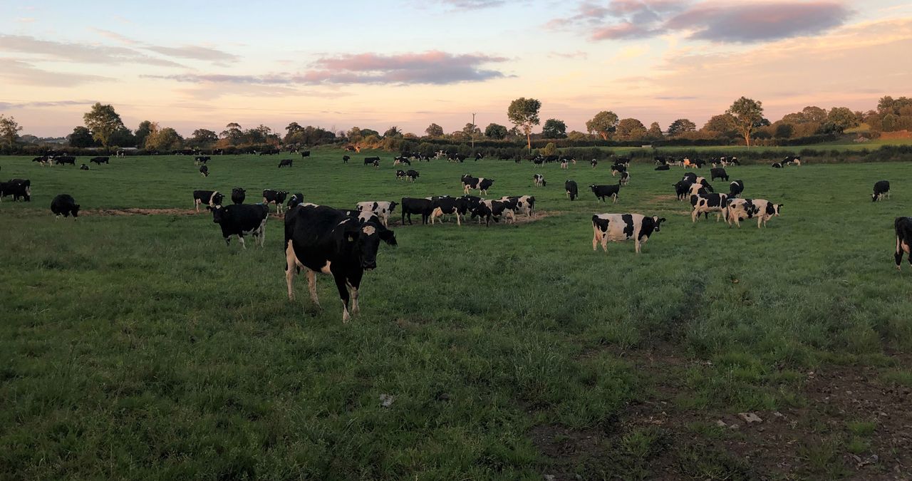 Grass growth: Could do with a good dash of rain