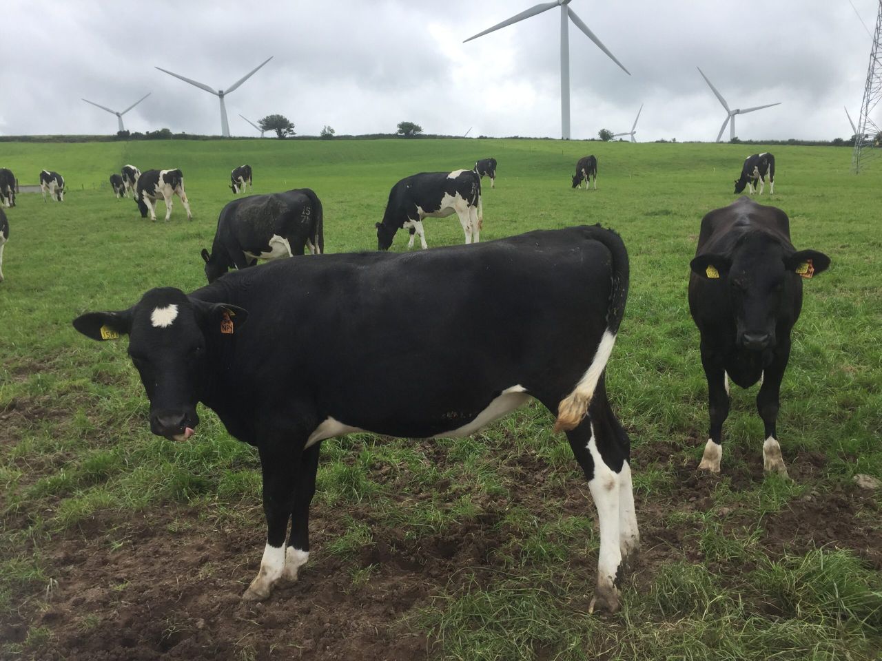 Teagasc makes it easier for dairy farmers to employ staff