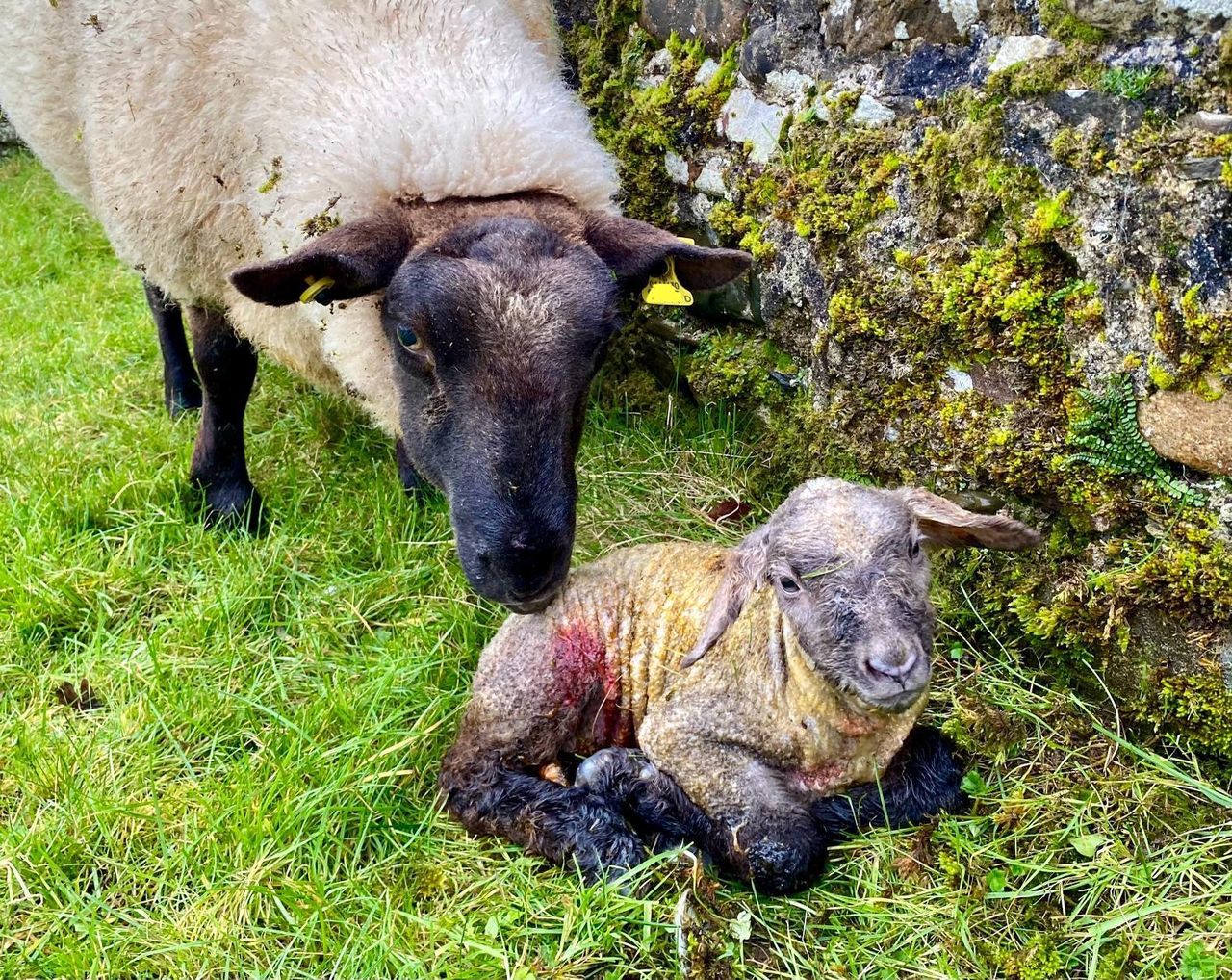 The importance of colostrum this lambing season