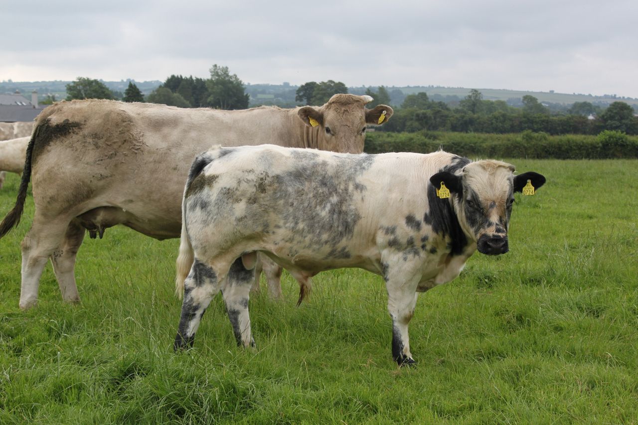 Pneumonia in weanlings: Prevention is better than cure