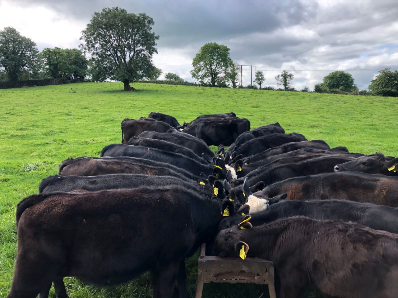 Beef-sired calf births more than double dairy-sired births