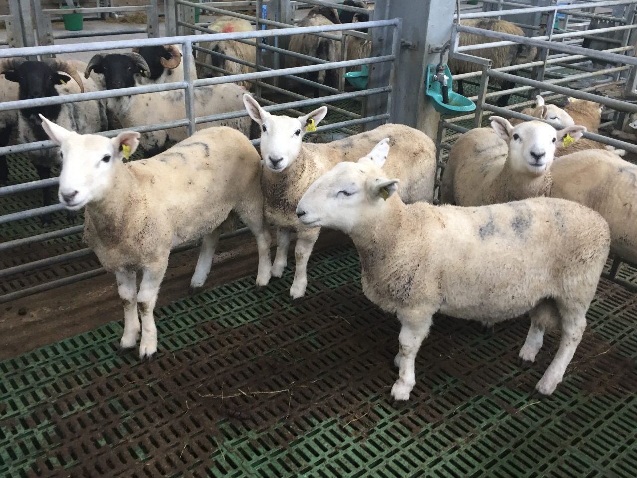 Sheep factories criticised for using 'scare tactics' to drive prices down