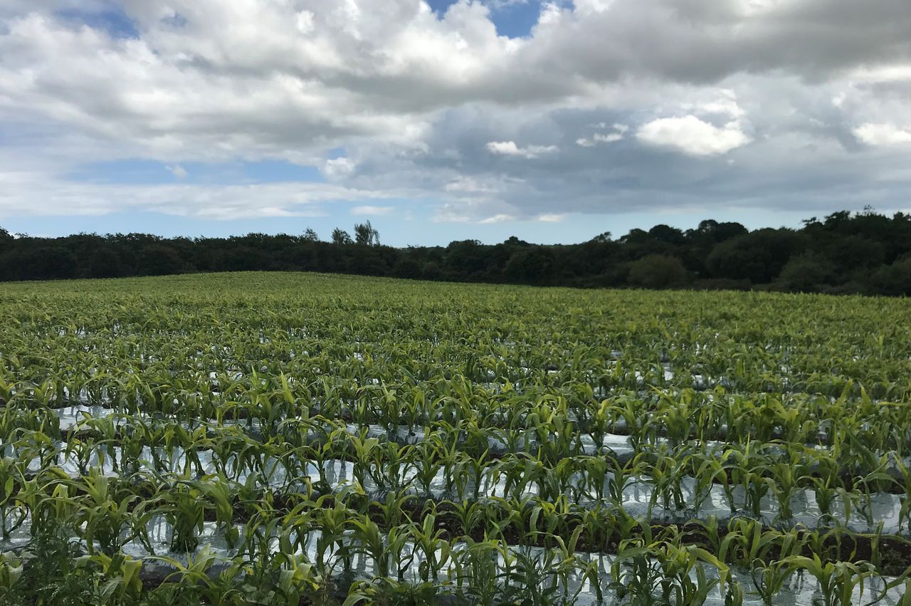 Maize planted in 22 counties; heat will help stressed crops