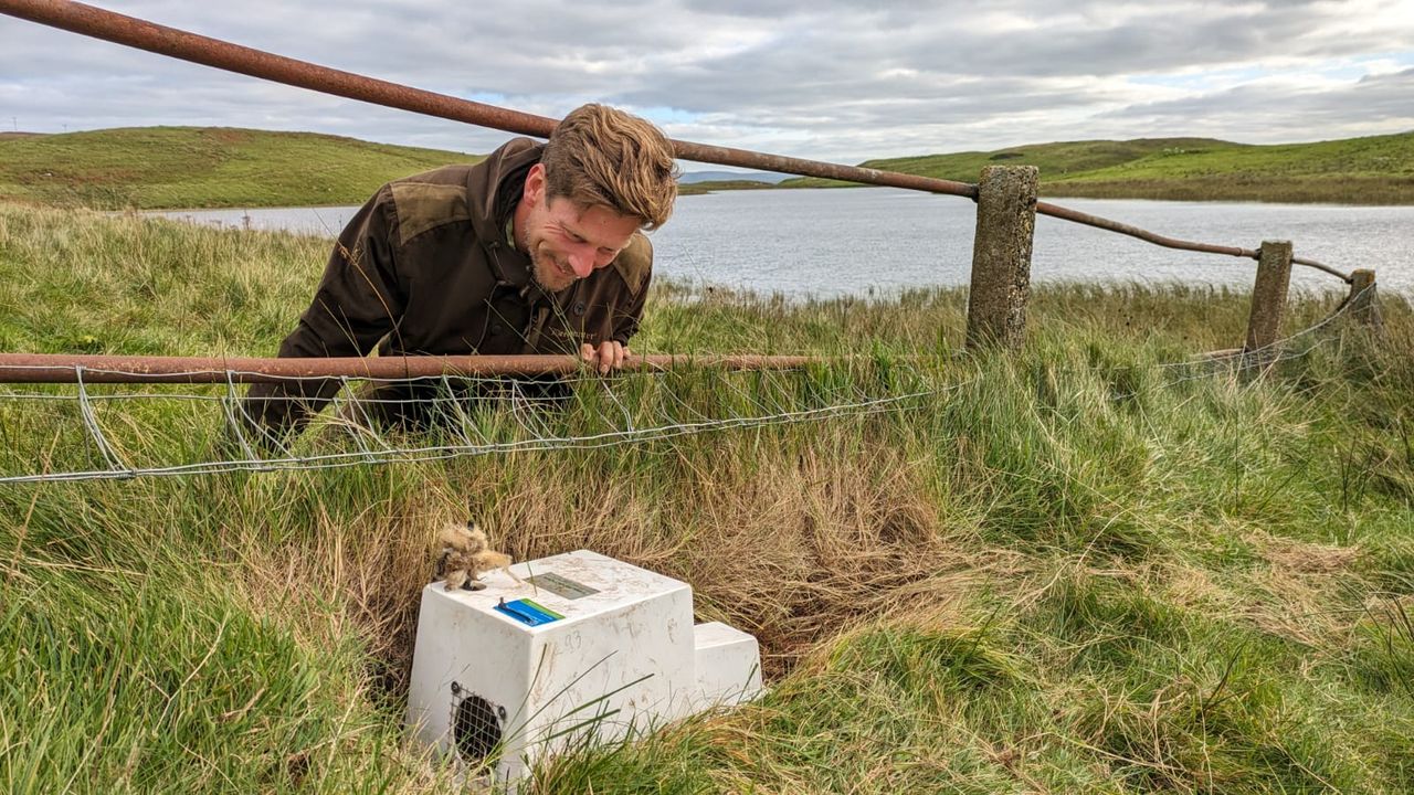 Traps to catch ferrets placed on Rathlin Island
