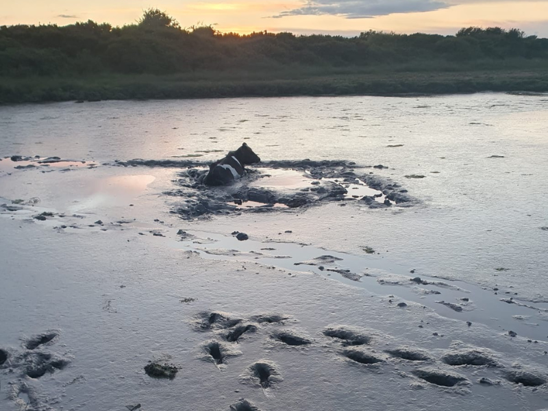 Cow stuck in mud saved after two hour rescue operation