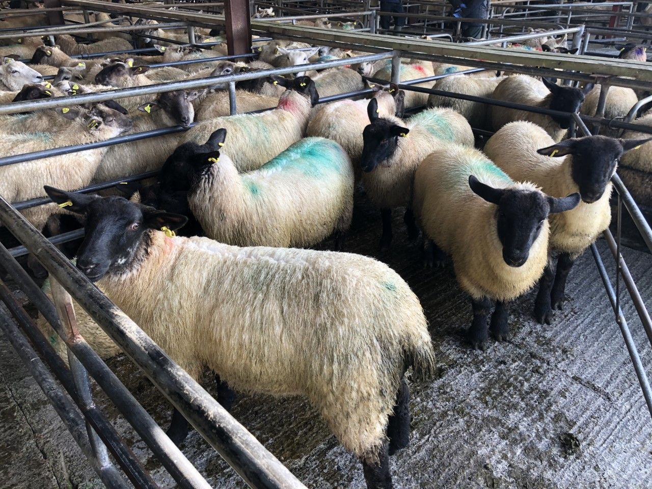 Prices: Flying trade for lambs at Loughrea as prices reach €124/head