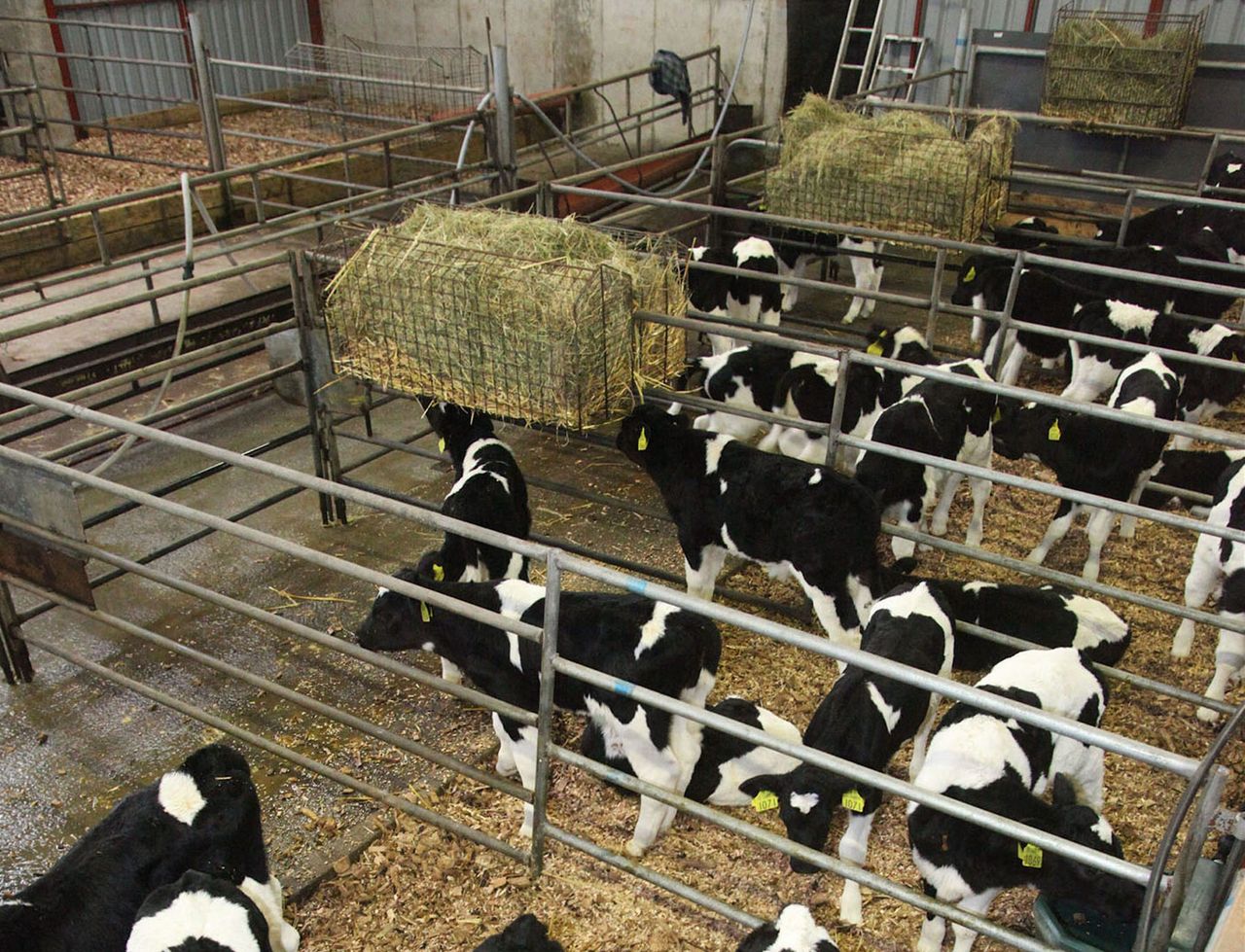 Dairy advice: Achieving optimal rumen development
