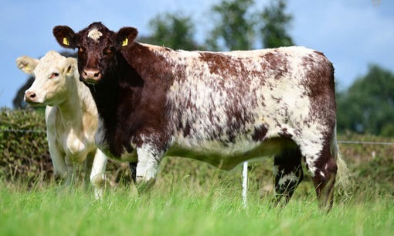 Top price of £13,300 at Cherryvalley timed auction