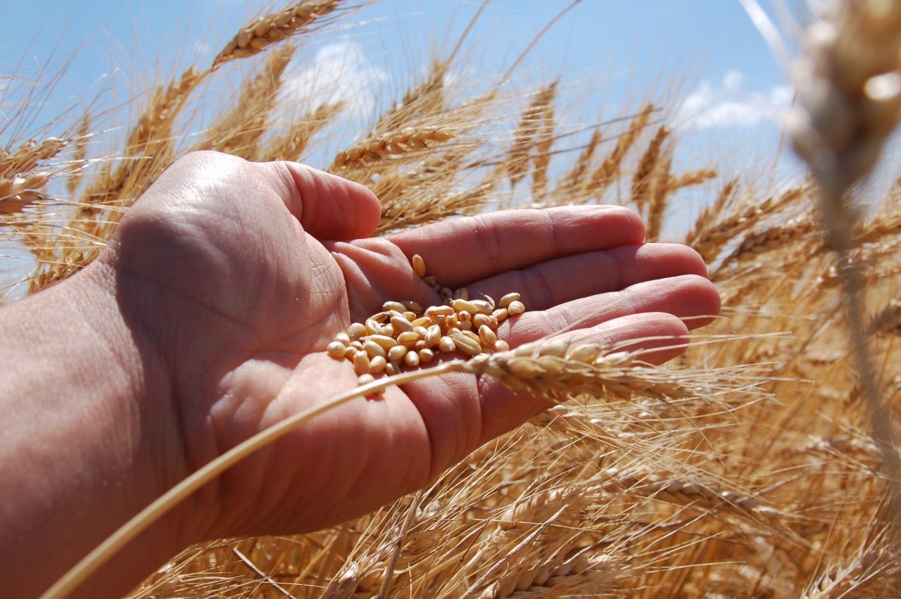 New measures to improve female representation in wheat research