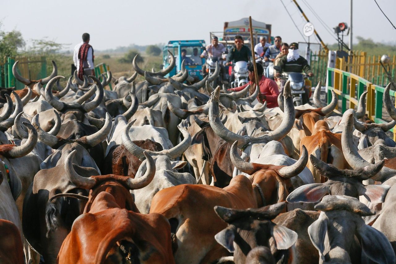 MEPs say India should prohibit 'buy national' policies as trade talks resume