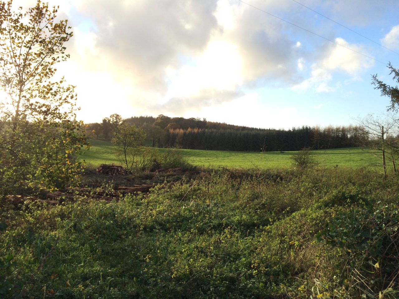 Hayes called on to refund farmers over 'incorrectly recouped' forestry payments
