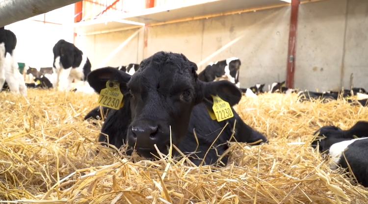 Episode 3 of 'The Calf Show' series is now live - Calf health and vaccinations