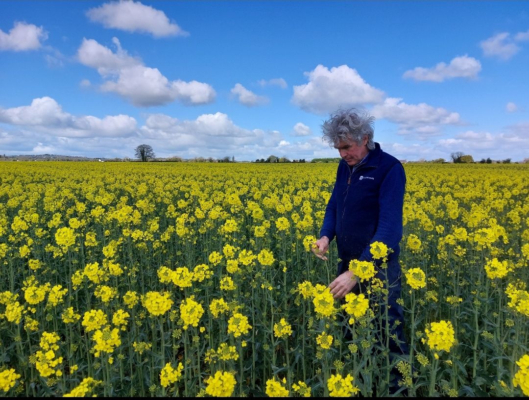 Cereal crops: 'Time bomb' of wet weather diseases ahead