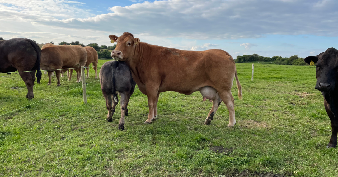 Beef Focus Revisit: Weanling producer hosts IGA beef event