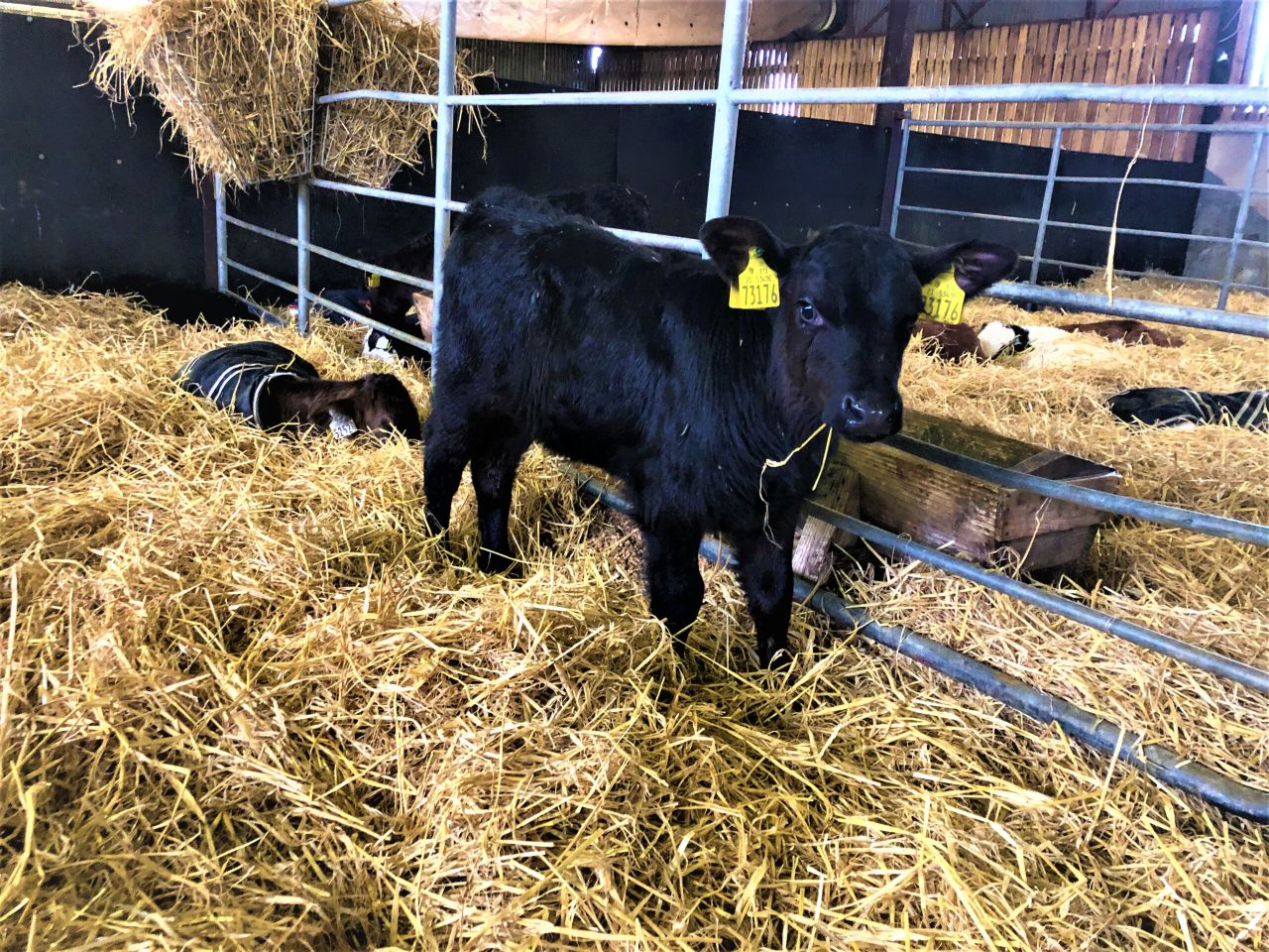 Straw or hay: Which is better to feed when rearing calves?