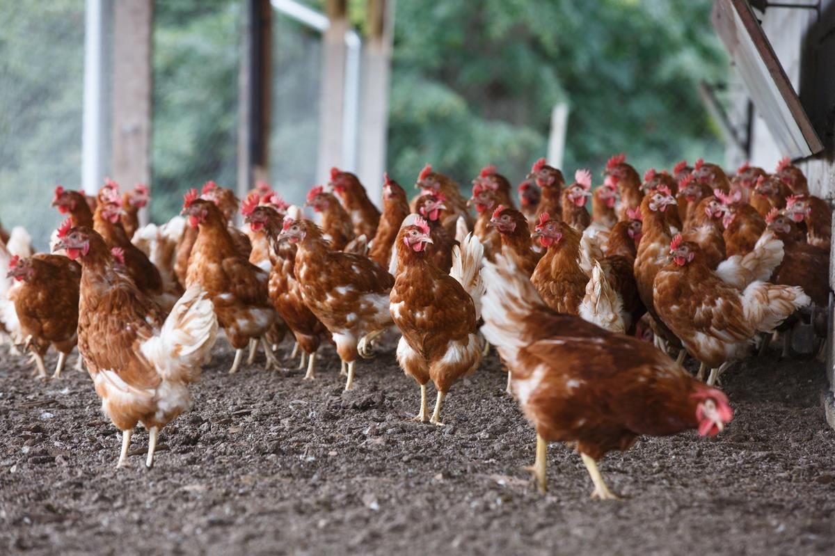 RaboResearch: Global poultry industry set for strong growth
