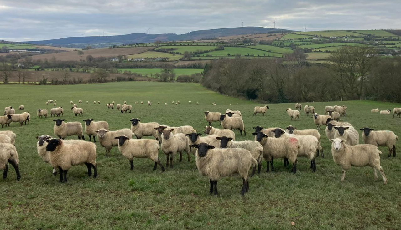 Sheep Trade: High hopes for price lift as Ramadan approaches