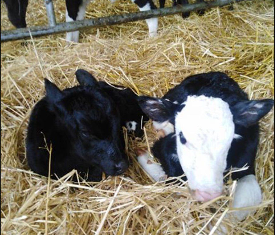 Twins with a twist: 2 calves; 2 sires; 2 breeds