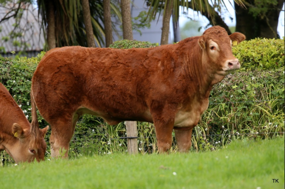 Birth herd of Kingbull to host sale this weekend