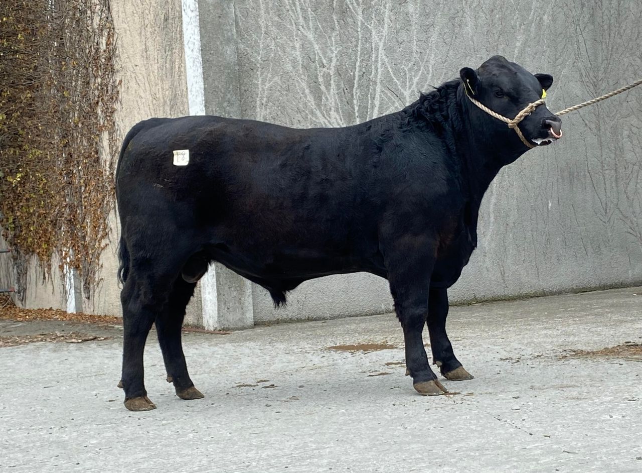 Angus bulls average €3,660 and associations' Nenagh sale