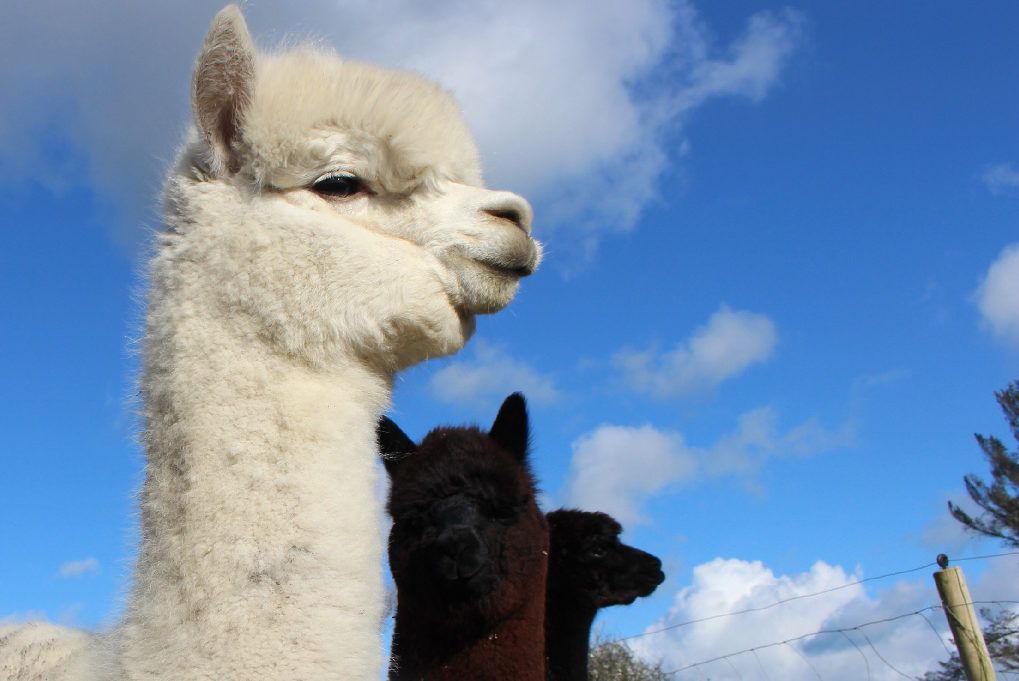 'Alpacas are docile but need assertive handling'