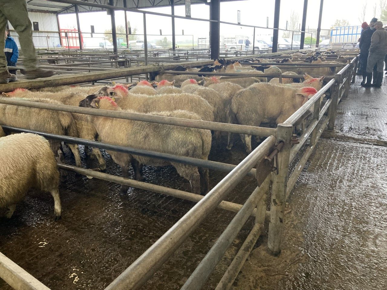 Pics and prices: Lamb prices reach €162/head at Headford Mart