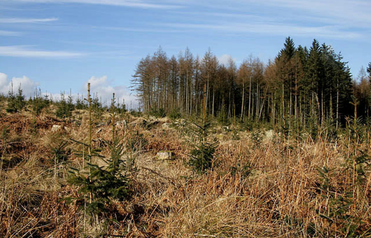 DAFM issued 38 afforestation licenses so far this year