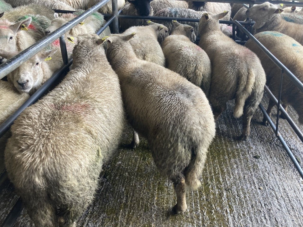 Sheep trade: Prices topping €6.90-7.00/kg in general