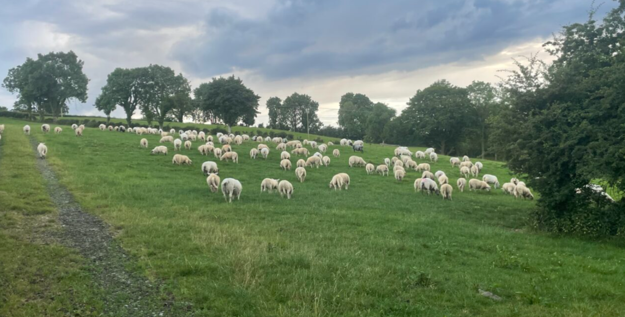 Sheep trade: Prices firm but post-Eid hogget price drop expected