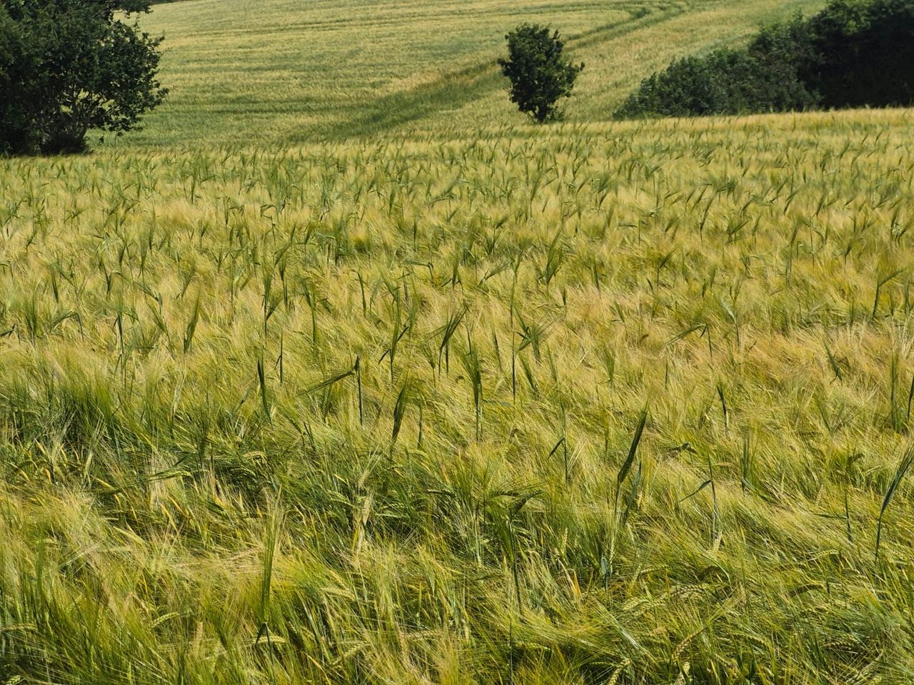 Concern over possible contamination issue in malting barley