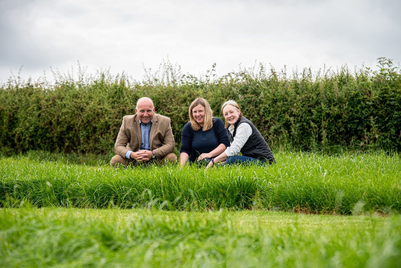Tollymore and Crossgar - two new grass varieties from AFBI