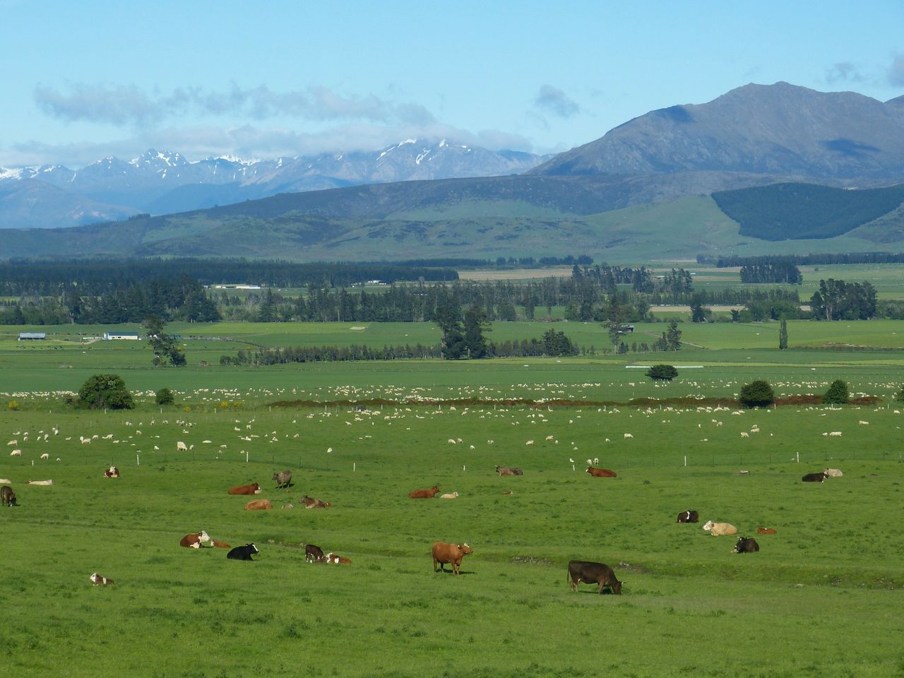 New Zealand beef and sheep farm profits to drop by 30% - report