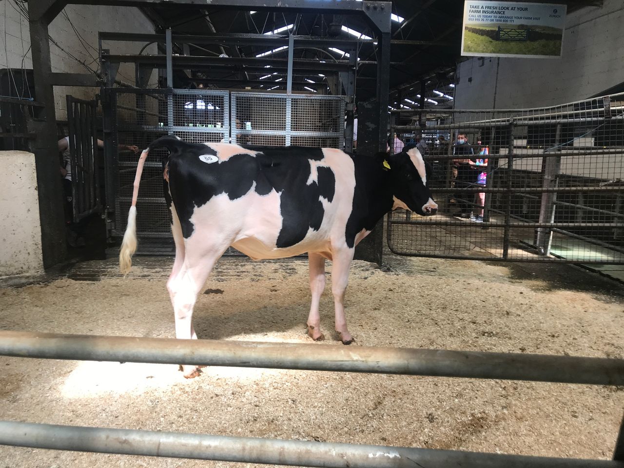Haniko daughter makes top price at Monamore sale