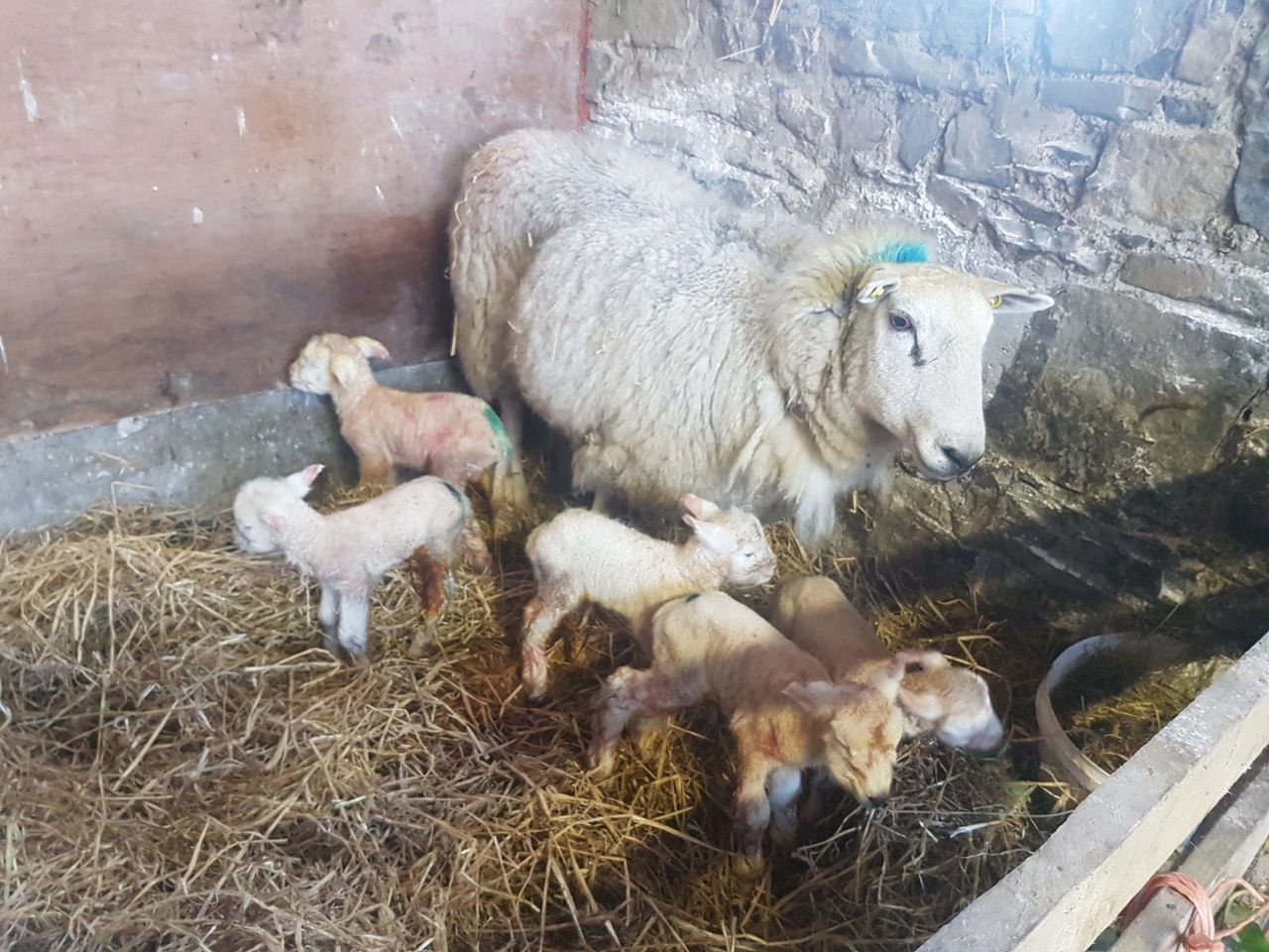 Farmer surprised to find ewe and five healthy lambs