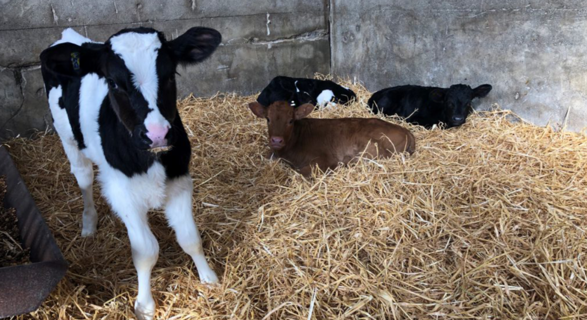 Bord Bia: Animal welfare 'vital' to reputation of Irish agriculture